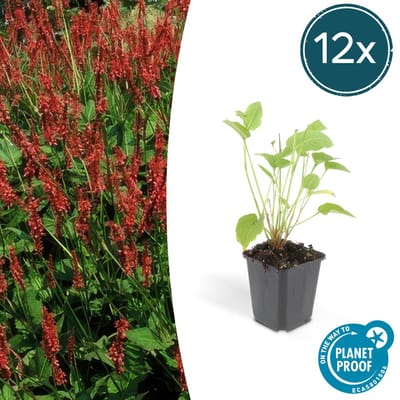 12x Persicaria amplexicaulis – Rode Duizendknoop – Ø9cm pot – 25cm hoog – Oorspronkelijke/Basissoort – Borderplant