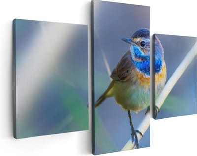 Artaza Canvas Schilderij Drieluik Kleurrijke Blauwborst Vogel Op Een Tak - 90x60 - Foto Op Canvas - Canvas Print