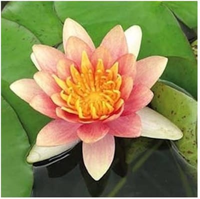 Moerings Nymphaea Aurora | Waterlelie | In 3L Mand