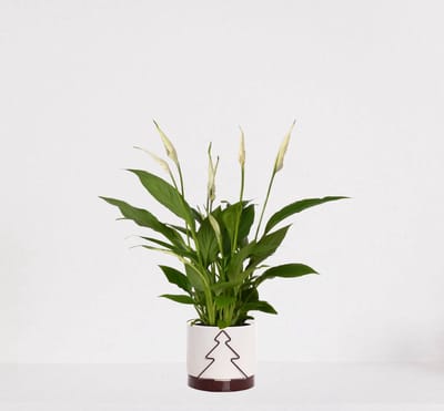 Spathiphyllum in sierpot Addit Tree Bordeaux Rood – witte kamerplant – luchtzuiverende lepelplant - 35-50cm - Ø13 – geleverd met plantenpot – vers uit de kwekerij