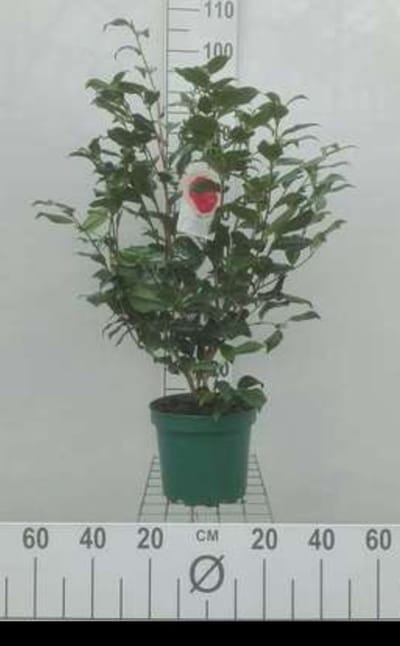 Camellia japonica in soorten-en var - Camellia japonica in soorten-en var 60- 80 cm in pot