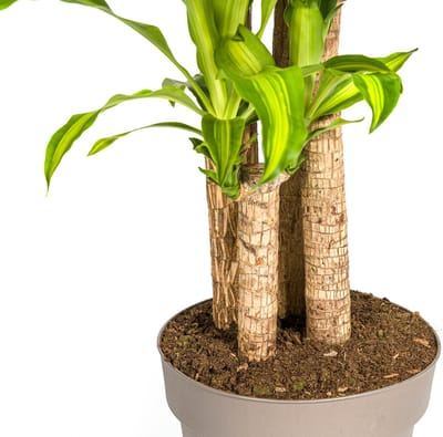 Dracaena Fragrans Massangeana Ø30cm - 170