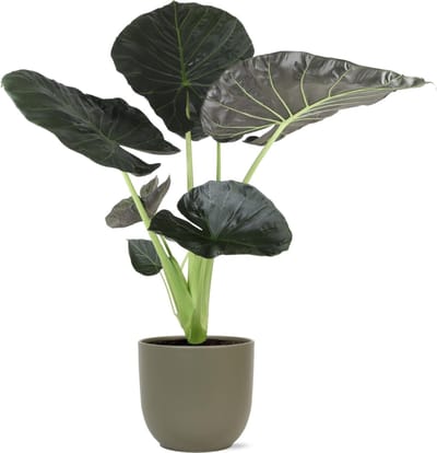 Alocasia Regal Shield Ø21cm - 100cm in Boule OLIJF pot
