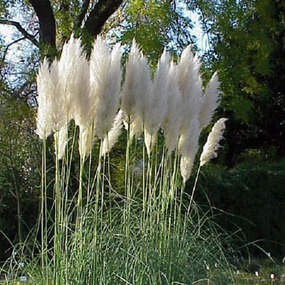 6 x Cortaderia selloana - Pampasgras pot 9 x 9 cm - Prachtig Pampasgras voor Tuinliefhebbers