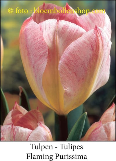 tulp Flaming Purissima 25 bollen maat 12/+ tulpen - bloembollen- tulpenbollen