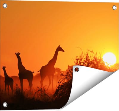 Gards Tuinposter Drie Giraffe Silhouetten bij Zonsondergang - 50x40 cm - Tuindoek - Tuindecoratie - Wanddecoratie buiten - Tuinschilderij