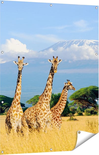 Gards Tuinposter Drie Giraffes in de Savanne - 90x120 cm - Tuindoek - Tuindecoratie - Wanddecoratie buiten - Tuinschilderij