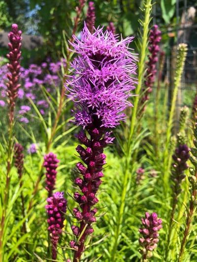 6 x Liatris spicata - Lampenpoetser - P9 Pot (9 x 9cm) - Dima Vaste Planten