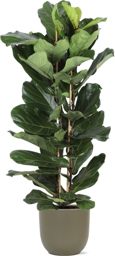 Green Harmony | Ficus Lyrata Ø27cm 140cm in Boule OLIJF pot