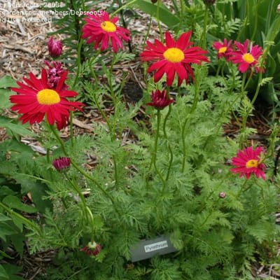 6 x Tanacetum 'E.M. Robinson' - Margriet Pot 9x9 cm - Goudgele Bloemen