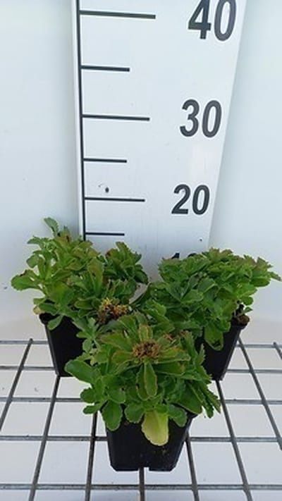 6x Sedum selskianum
