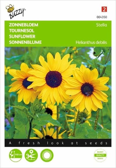 Zonnebloem Stella - Helianthus debilis