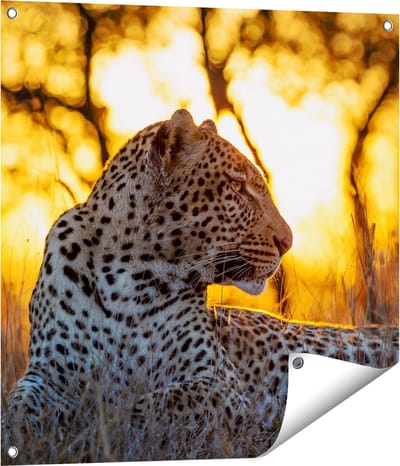 Gards Tuinposter Luipaard tijdens de Zonsondergang - 70x70 cm - Tuindoek - Tuindecoratie - Wanddecoratie buiten - Tuinschilderij