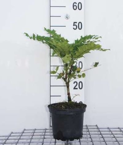 2 x Mahonia x media 'Charity' - Mahoniestruik, Hulstberberis 30- 50 cm in pot