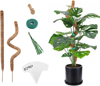 Klimplantsteun 60 cm voor Monstera Deliciosa - 2 Stuks - Ondersteuning voor Thuis, Tuin en Balkon