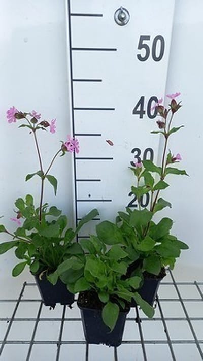 6x Silene - Silene dioica | 9x9 cm pot