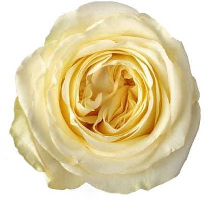 10x Rosa buttercup 50cm