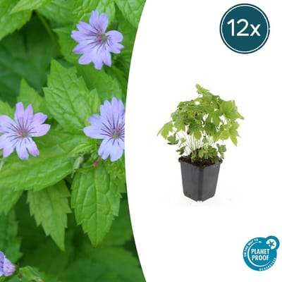 Tuinplantenshop.com | Geranium nodosum | 12 stuks - Ø9cm - 10-25cm hoog - Tuinplant