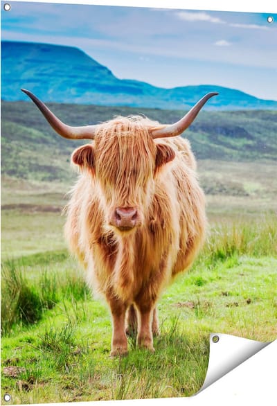 Gards Tuinposter Schotse Hooglander in de Wei - Kleur - 80x100 cm - Tuindoek - Tuindecoratie - Wanddecoratie buiten - Tuinschilderij