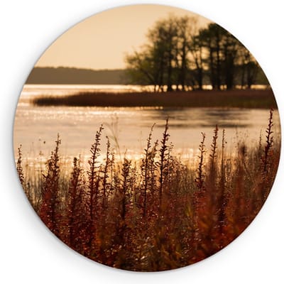 Saammp Muurcirkel Hout - Water - botanisch - Landschap - Natuur - Ø 90 - Wandcirkel - Wanddecoratie Cirkel - Muurdecoratie Woonkamer - Slaapkamer decoratie - Rond Schilderij