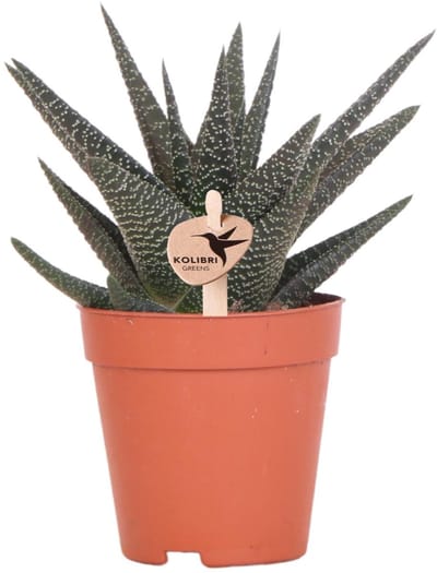 Kolibri Greens | Groene plant - Succulent Haworthia Royal Highnness - potmaat Ø9cm - groene kamerplant - vers van de kweker -