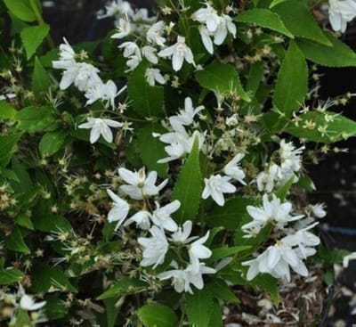 Deutzia gracilis - Bruidsbloem 50- 60 cm in pot