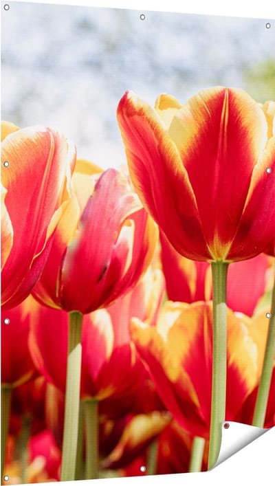 Gards Tuinposter Oranje Rode Tulpen - 100x150 cm - Tuindoek - Tuindecoratie - Wanddecoratie buiten - Tuinschilderij