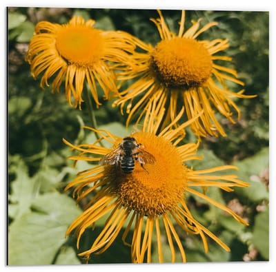 Dibond - Bij op Gele Bloemen - 50x50cm Foto op Aluminium (Met Ophangsysteem)