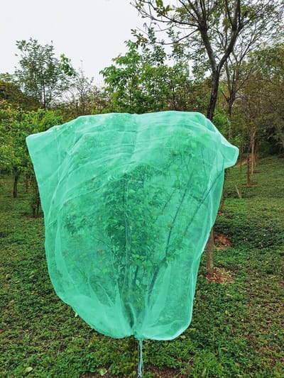 Allecto - Netten voor fruitbomen - Beschermingsnet tegen ongedierte - Groen - Insectenwering - Voorkom schade aan vruchten - Geschikt voor fruitbom...