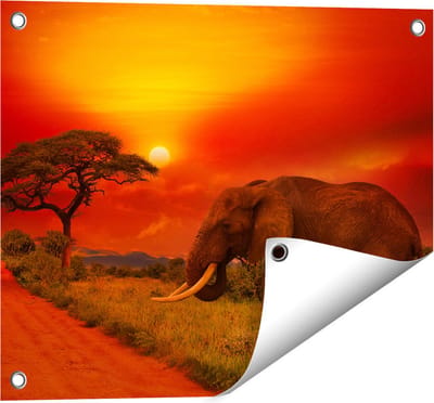 Gards Tuinposter Olifant in het Wild tijdens Zonsondergang - 50x40 cm - Tuindoek - Tuindecoratie - Wanddecoratie buiten - Tuinschilderij