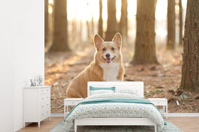 Behang - Fotobehang Corgi tussen de bomen - Breedte 360 cm x hoogte 260 cm