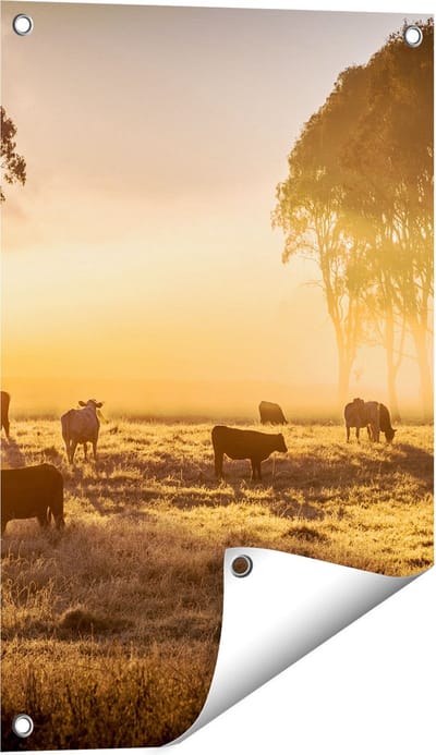 Gards Tuinposter Kudde Koeien in de Wei met Zonsopkomst - 40x60 cm - Tuindoek - Tuindecoratie - Wanddecoratie buiten - Tuinschilderij