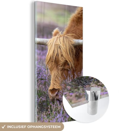 MuchoWow® Glasschilderij 20x40 cm - Schilderij acrylglas - Schotse Hooglander - Dieren - Heide - Foto op glas - Schilderijen
