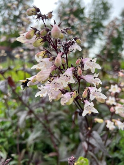 6 x Penstemon digitalis 'Husker Red' - Slangekop - P9 Pot (9 x 9cm) - Dima Vaste Planten