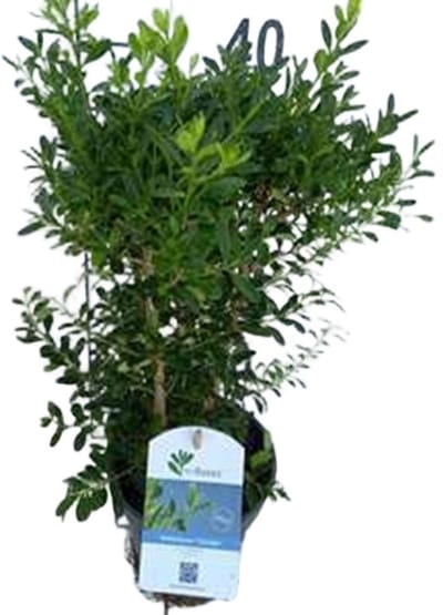 Betterbuxus 'Skylight' – 25-30 cm – Wintergroene Heester – Snelgroeiend & Schimmelresistent – Meerjarig – Ideaal voor Hagen, Vormsnoei & Borders