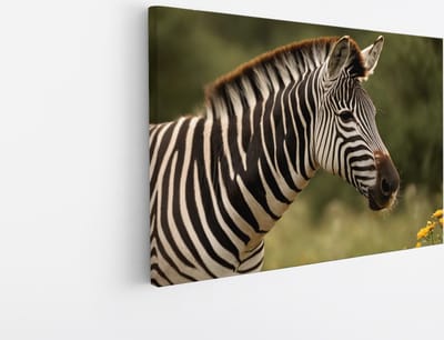 Saammp Canvas Schilderij - Zebra in de Natuur - Dieren - 45x30 - Foto op canvas - Wanddecoratie - Muurdecoratie Woonkamer - Slaapkamer decoratie - Canvas Print