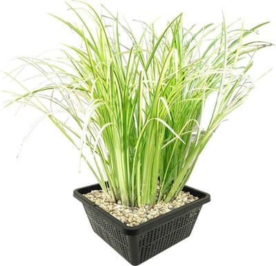 vdvelde.com - Bonte kalmoes vijverplantenset (Acorus Calamus Variegatus) - Sierlijke oeverplant - Winterhard - Biologisch gekweekt - 4 planten met vijvermand, klei, substraat & voeding