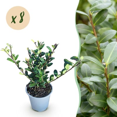 Plantenboetiek.nl | Ilex crenata Caroline Upright - Blad Groen - 8 Planten - 1 Strekkende Meter - Groenblijvend - Ø9cm - 25-30cm hoog - Tuinplant