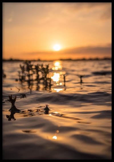 Poster Zon In Het Meer - 50x70cm - Zonsondergang poster