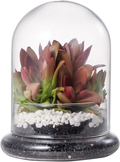 Decoratieve Glazen Terrarium Cloche met Luchtgat - 12x12x16cm Glazen Koepel voor Miniatuur Succulenten en Planten - Perfecte Display en Opslagoplossing
