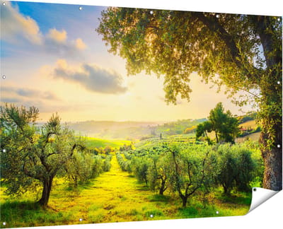 Gards Tuinposter Olijvenbomen - Olijvengaard - 180x120 cm - Tuindoek - Tuindecoratie - Wanddecoratie buiten - Tuinschilderij