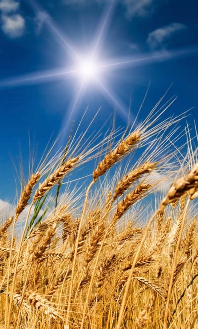 Fotobehang - Wheat Field 150x250cm - Vliesbehang
