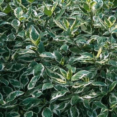 Plants Online BV - Planten - Set van 1 - Witte kornoelje 'Elegantissima'