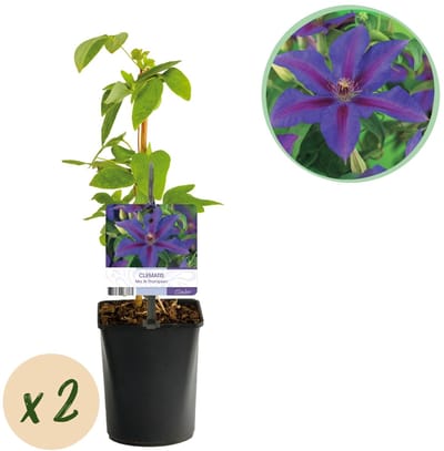 Green boutiQ - Klimplant - Clematis Mrs. N. Thompson - Bloem Roze - Weinig onderhoud -2 planten - Pot 11cm Hoogte 40cm