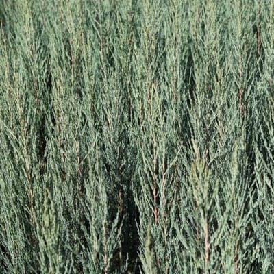 Juniperus Scoparius 'Blue Arrow' - Jeneverbes 40-50 cm in Pot - Smalle Blauwe Jeneverbes voor Tuinaccenten