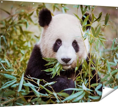 Gards Tuinposter Panda Eet Planten - 160x120 cm - Tuindoek - Tuindecoratie - Wanddecoratie buiten - Tuinschilderij