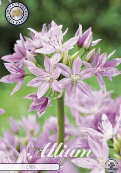 Dutch Finest Quality bloembollen Allium Eros x10 stuks 5/6s