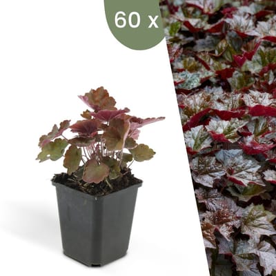 Plants by Frank | 60 Purperklokjes Planten | Heuchera micrantha 'Palace Purple' | Winterharde bodembedekker planten | tuinplanten | Winterharde vaste planten meerjarig | Winterharde tuinplanten