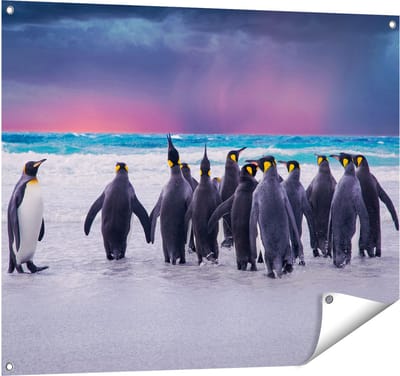 Gards Tuinposter Groep Pingu�ns bij het Water - Kudde - 100x80 cm - Tuindoek - Tuindecoratie - Wanddecoratie buiten - Tuinschilderij
