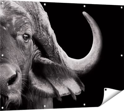 Gards Tuinposter Buffel - Buffelkop - Zwart Wit - 120x90 cm - Tuindoek - Tuindecoratie - Wanddecoratie buiten - Tuinschilderij